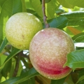 میوه کاسواری Cassowary Fruit